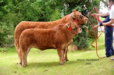 Curraghree Sensation with hr heifer calf